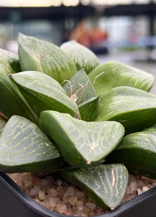 Haworthia ‘Kawamoto King’