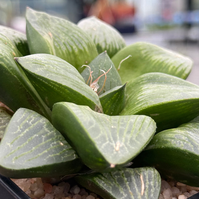 Haworthia ‘Kawamoto King’