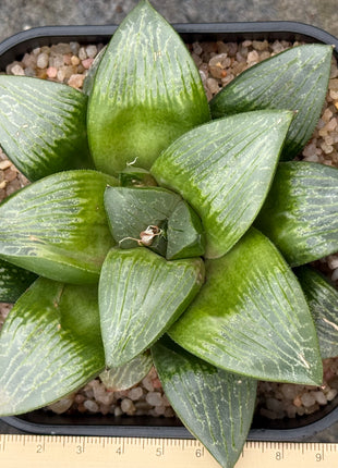 Haworthia ‘Kawamoto King’