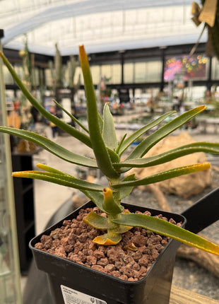 Aloiampelos striatula