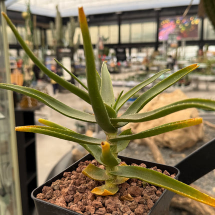 Aloiampelos striatula