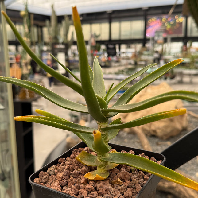 Aloiampelos striatula