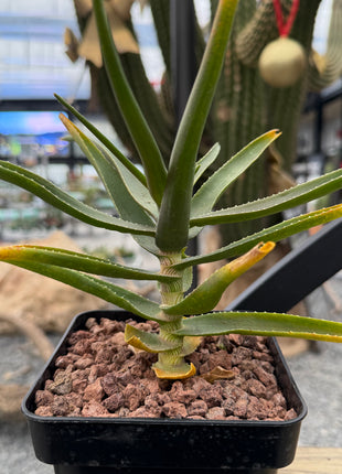 Aloiampelos striatula