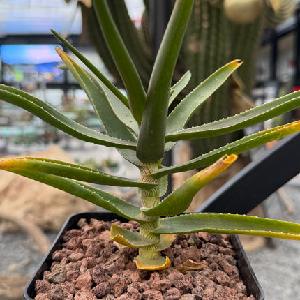 Aloiampelos striatula