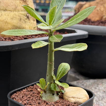 Adenium obesum