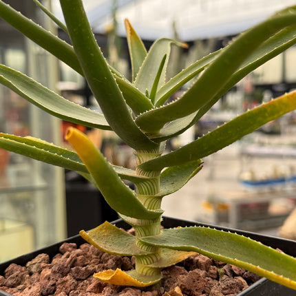 Aloiampelos striatula