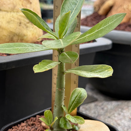 Adenium obesum