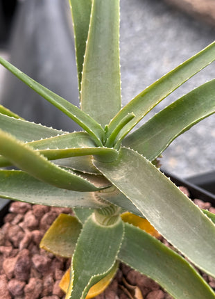 Aloiampelos striatula