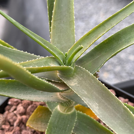 Aloiampelos striatula