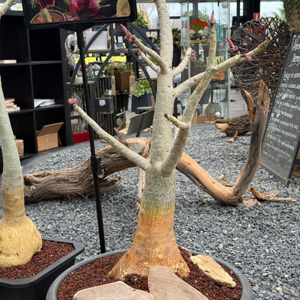 Adenium obesum