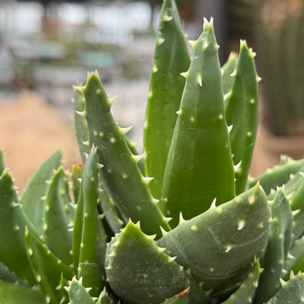 Aloe mitriformis spp. comptoni