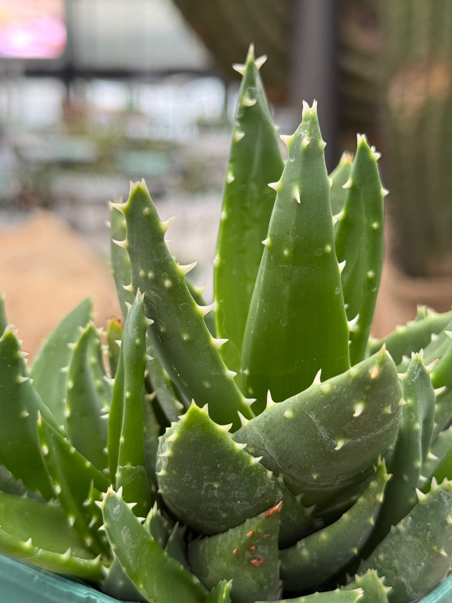 Aloe mitriformis spp. comptoni