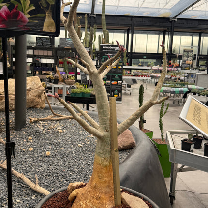 Adenium obesum