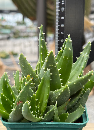 Aloe mitriformis spp. comptoni