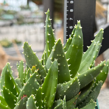 Aloe mitriformis spp. comptoni