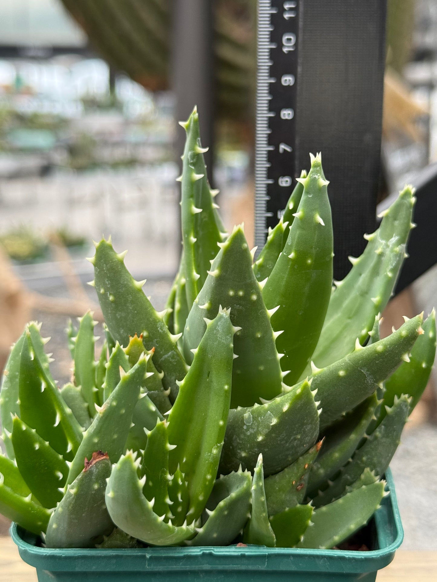 Aloe mitriformis spp. comptoni