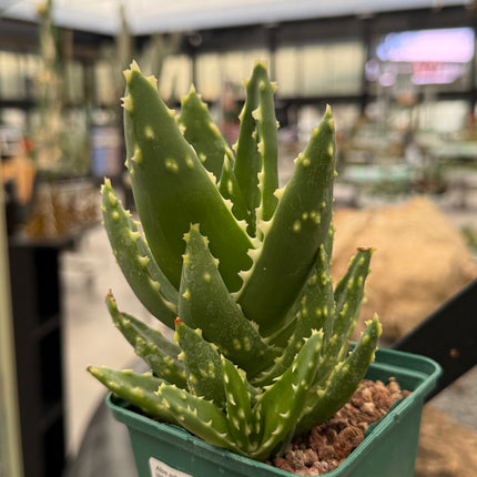 Aloe mitriformis spp. distans