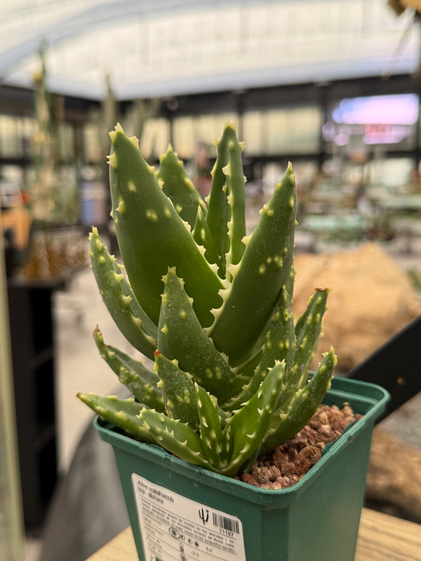 Aloe mitriformis spp. entfernt