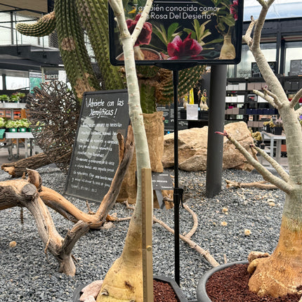 Adenium obesum
