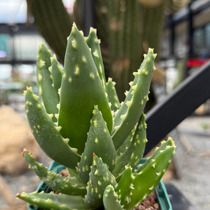 Aloe mitriformis spp. distans