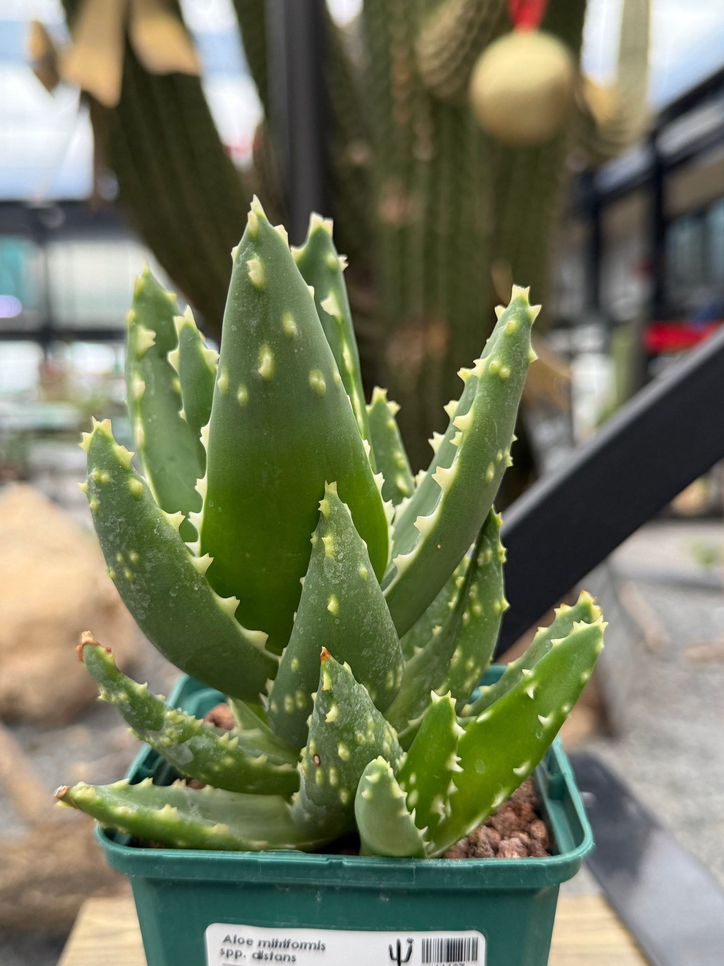 Aloe mitriformis spp. entfernt