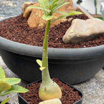 Adenium obesum