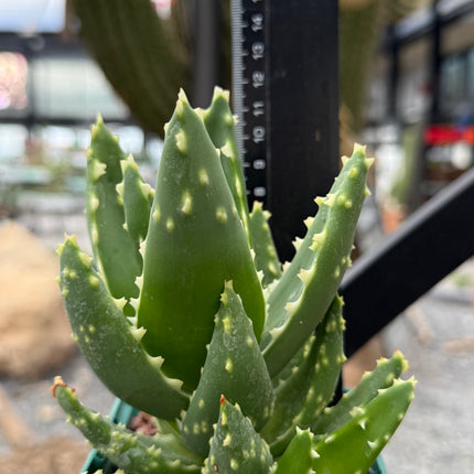 Aloe mitriformis spp. distans