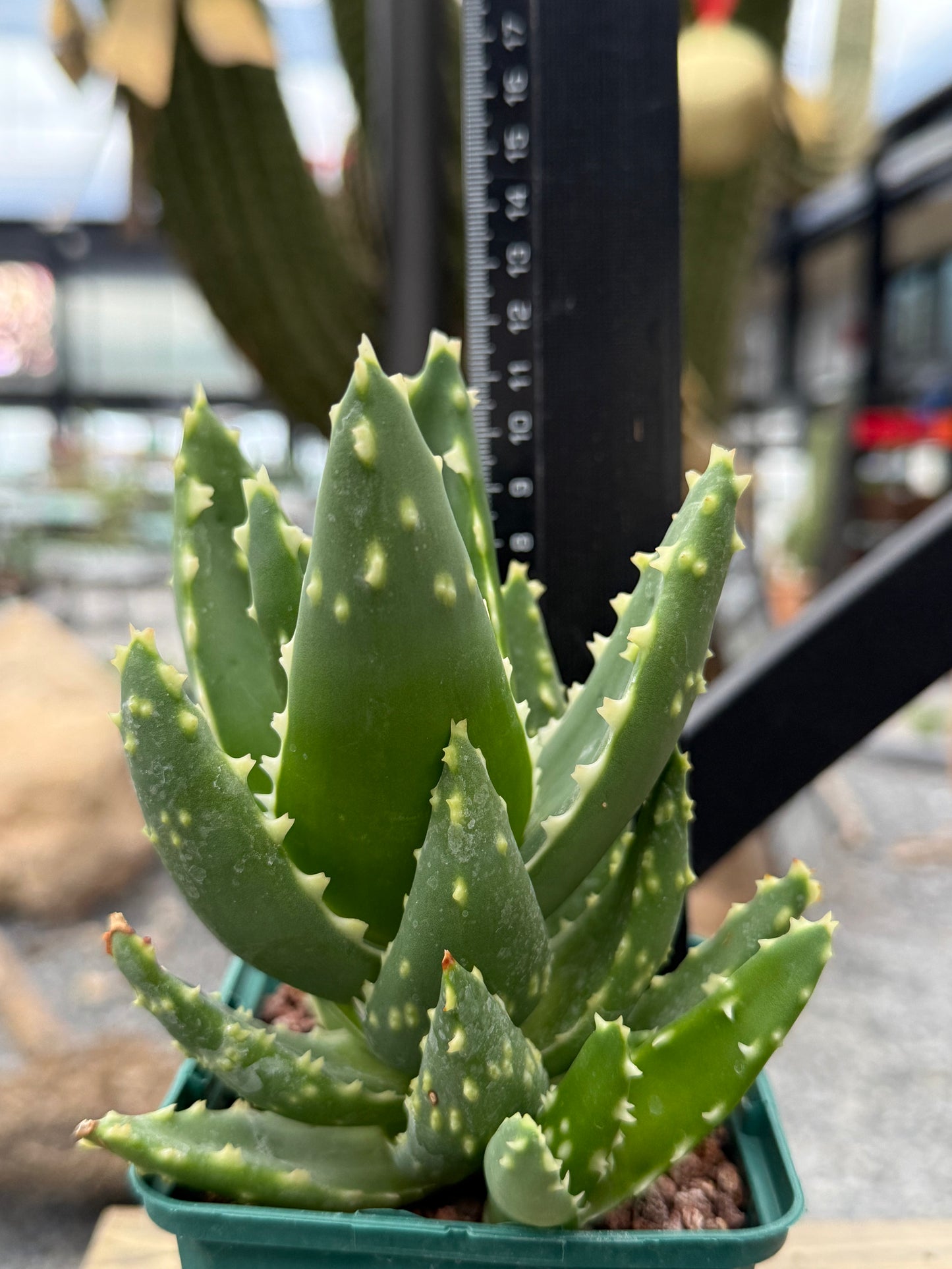 Aloe mitriformis spp. entfernt