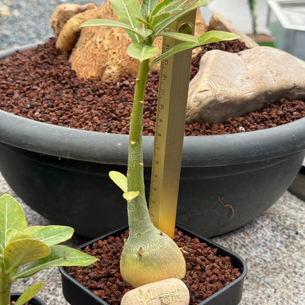 Adenium obesum