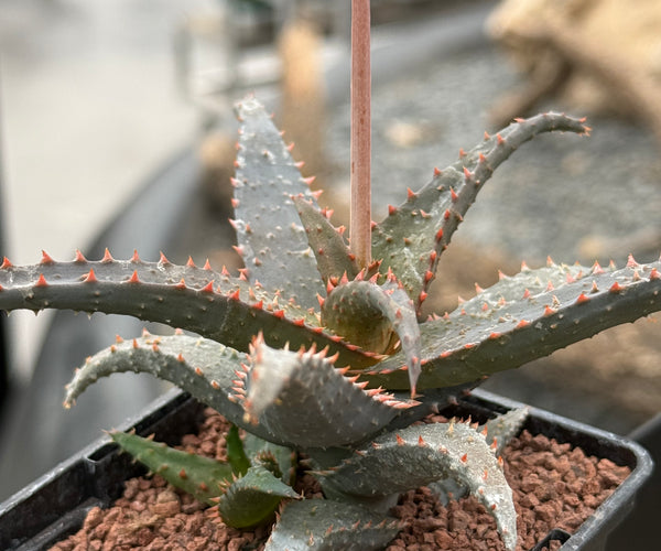 Aloe 'Wildfire' (x Aloe castilloniae) – DesertSTORE.es