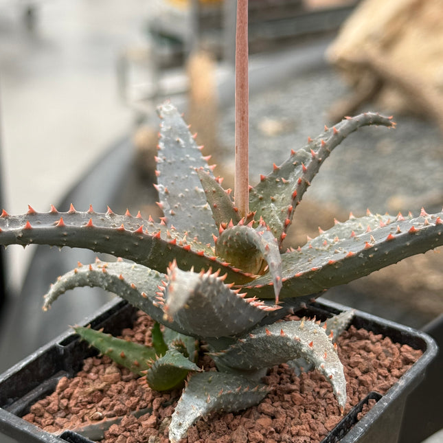 Aloe 'Wildfire' (x Aloe castilloniae)