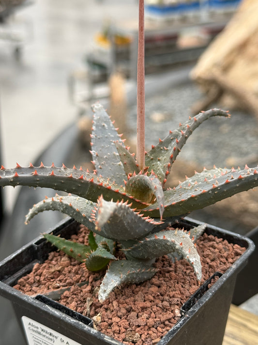 Aloe 'Wildfire' (x Aloe Castilloniae)