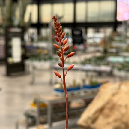 Aloe 'Wildfire' (x Aloe Castilloniae)