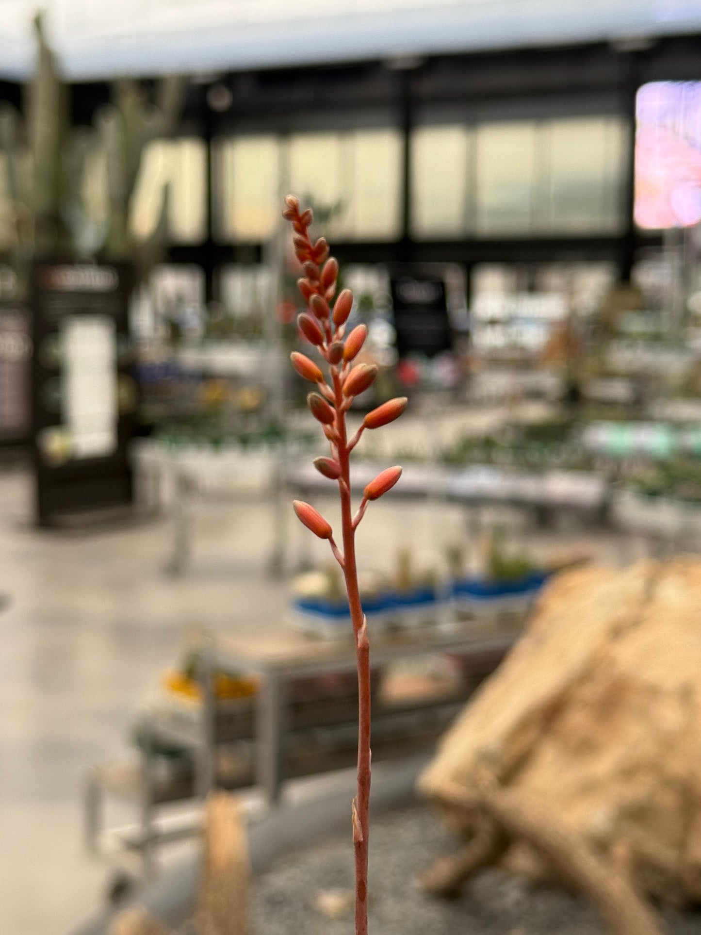 Aloe 'Wildfire' (x Aloe Castilloniae)