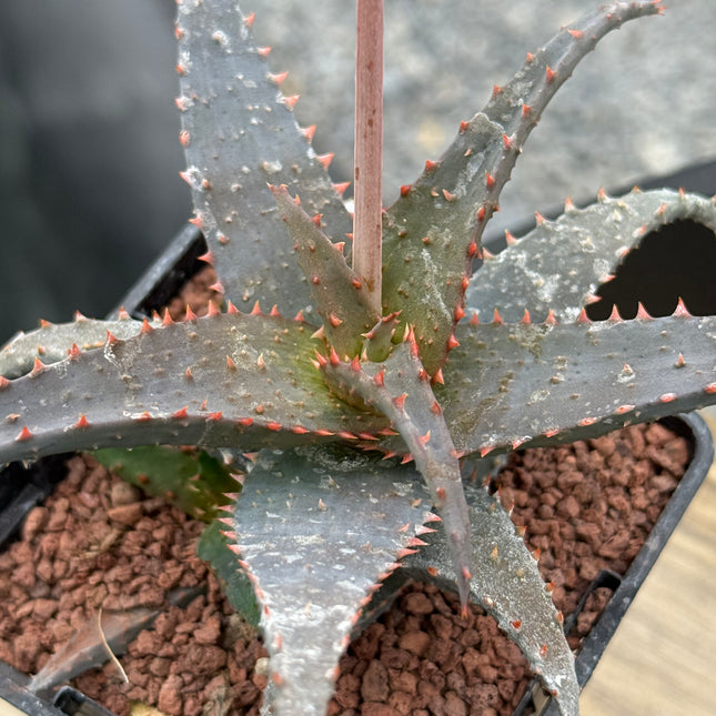 Aloe 'Wildfire' (x Aloe castilloniae)