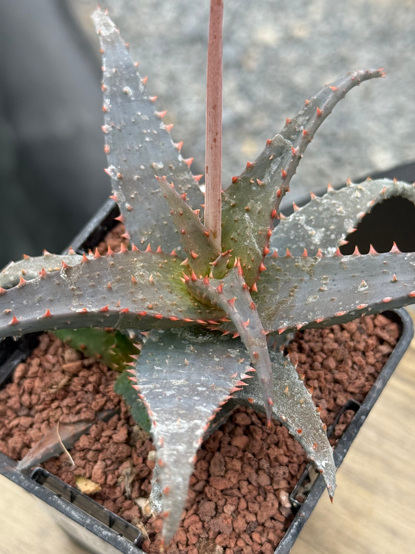 Aloe 'Wildfire' (x Aloe Castilloniae)