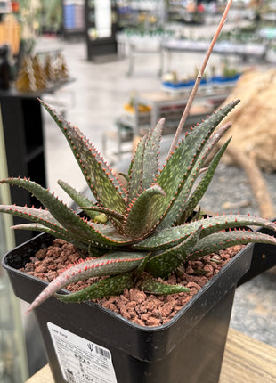 Aloe 'Fang'