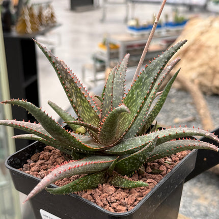 Aloe 'Fang'