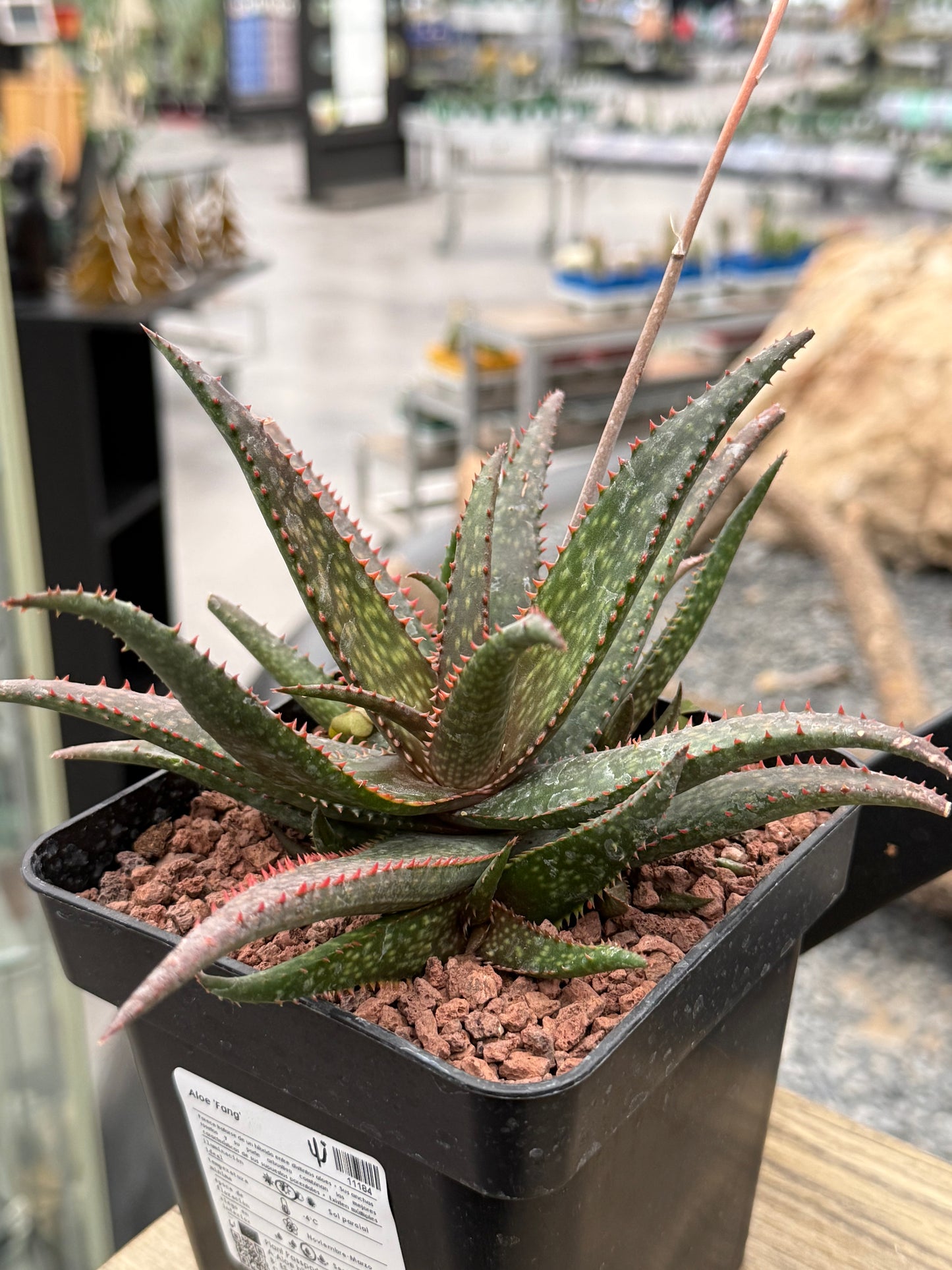 Aloe ‘Fang’