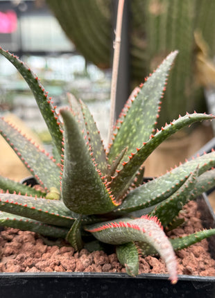 Aloe 'Fang'