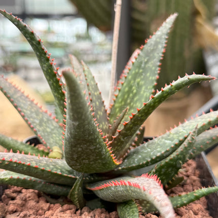 Aloe 'Fang'