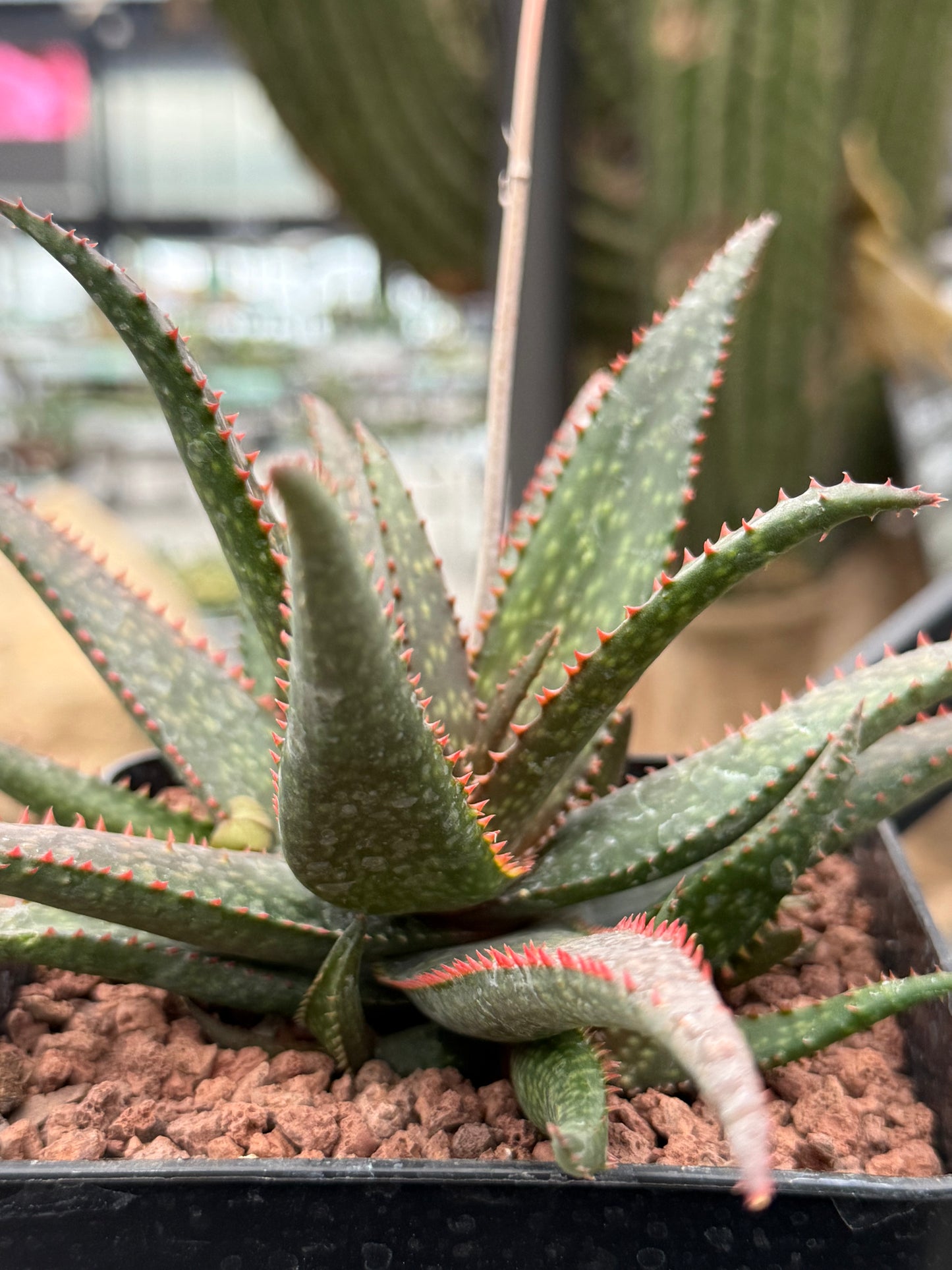 Aloe ‘Fang’