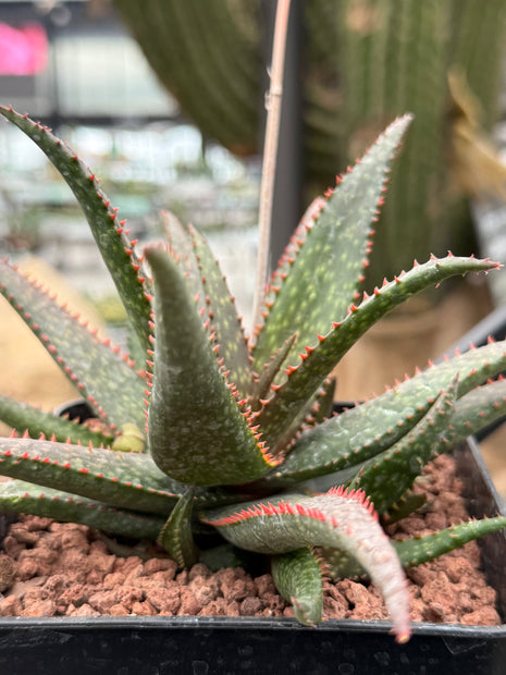 Aloe 'Fang'