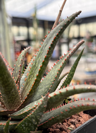 Aloe 'Fang'