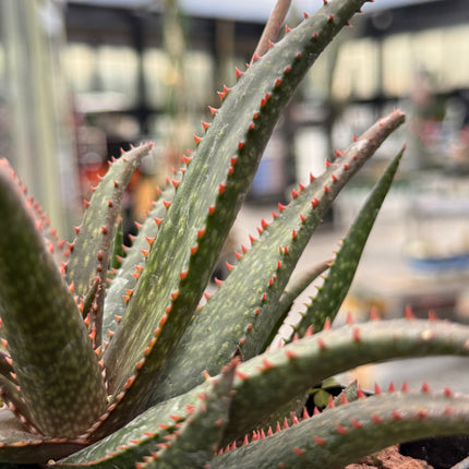 Aloe 'Fang'