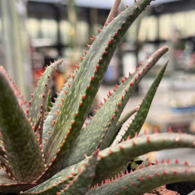 Aloe 'Fang'