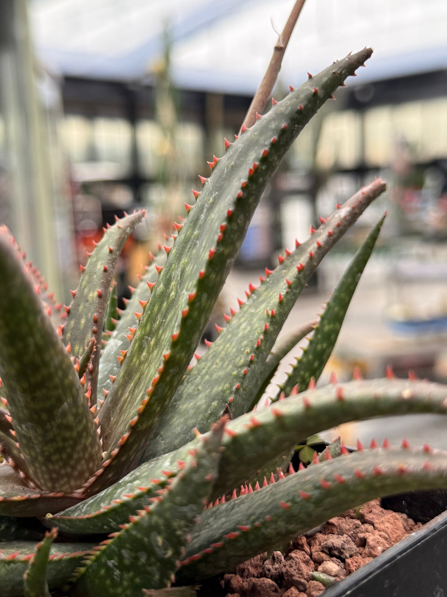 Aloe ‘Fang’