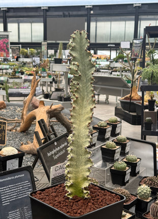 Euphorbia ingens variegata