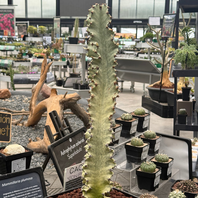 Euphorbia ingens variegata