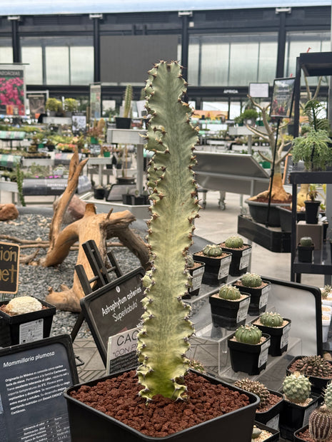 Euphorbia ingens variegata